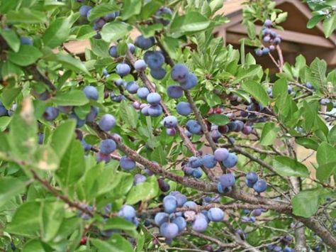 Beach Plum Beach Cottage Curtains, Easy Perennials, Beach Plum, Canning Jams, Cape Cod Cottage, Seaside Garden, Garden To Table, Plant Landscape, Berry Plants