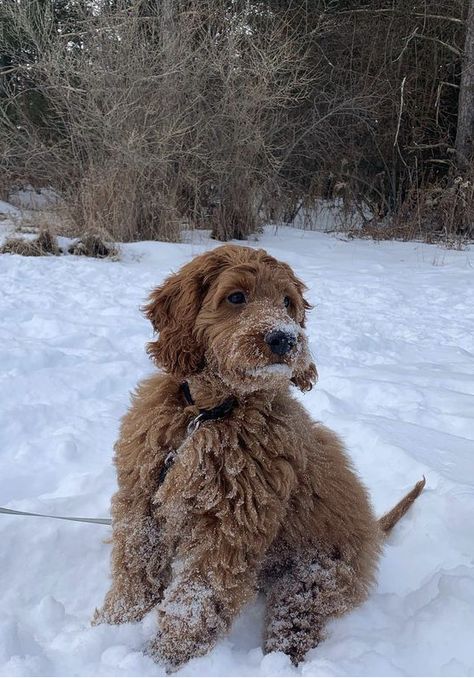 Christmas Puppy Aesthetic, Aussie Doodle Puppy, Snow Vibes, Rich Dog, Cockapoo Dog, Very Cute Dogs, Puppies And Kitties, Golden Doodle, Winter Dog