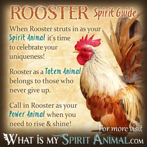 Rooster Spirit Totem Power Animal Symbolism Meaning 1200x1200 Animal Totem Spirit Guides, Symbolism Meaning, Spirit Animal Meaning, Native American Totem, Animal Meanings, Spirit Animal Totem, Animal Spirit Guide, Spiritual Animal, Native American Wisdom