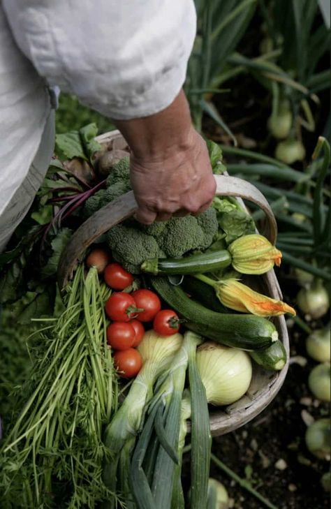 Sustainable garden ideas from Pippa Greenwood Sustainable Garden Ideas, Gift Ideas For Gardeners, Vegetables Photography, Plant Saucer, Garden Harvest, Veg Garden, Sustainable Garden, Garden Photography, Food Garden