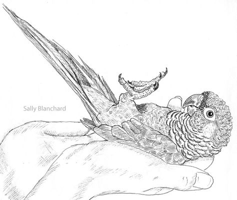 Sally Blanchard - Pen Drawing Green-cheek Pyrrhura Conure in Hand Conure Drawing, Cute Animal Coloring Pages, Bird Silhouette Art, Green Cheek Conure, Parrot Drawing, Paper Quilling Cards, Procreate Ipad Art, Art Project Ideas, Wall Drawing