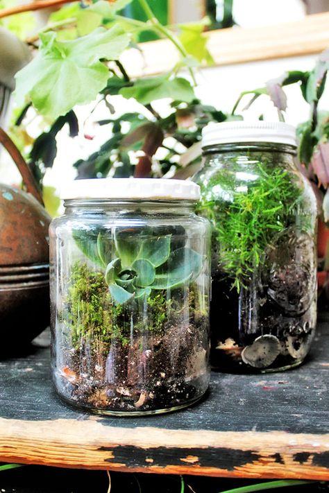 Make: A DIY Mason Jar Terrarium Small Mason Jar Ideas, Jar Terrarium Diy, Terrarium In A Jar, Earth Friendly Crafts, Mason Jar Gift Ideas, Jar Gift Ideas, Mason Jar Terrarium, Jar Terrarium, Build A Terrarium