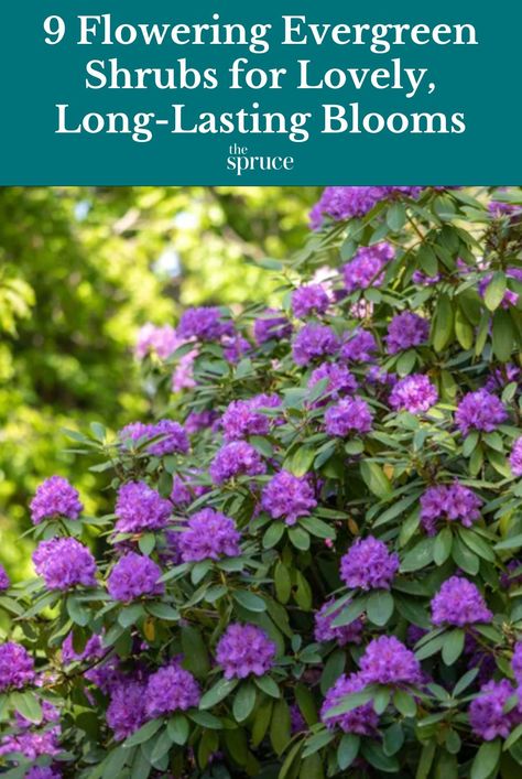 Evergreen Shrubs Full Sun, Flowering Evergreen Shrubs, Flowering Shrubs Full Sun, Evergreen Landscape Front Yard, Flowering Shrubs For Shade, Garden Shrubs Evergreen, Small Evergreen Shrubs, Shrubs For Landscaping, Landscaping Shrubs