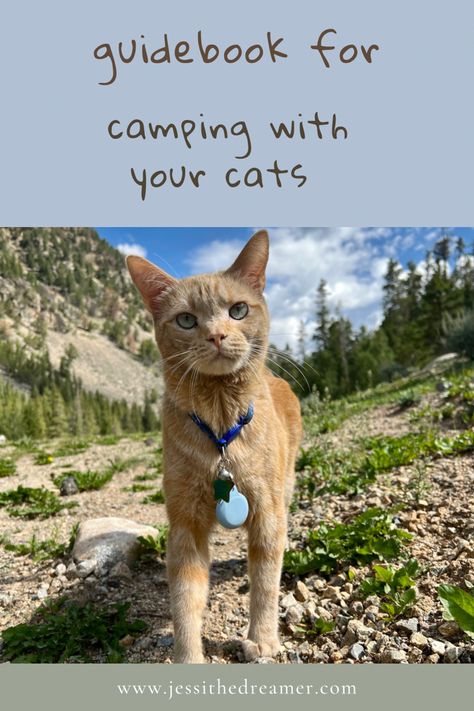 Camping with cats tips Cat Camping, Taking Cat, Cats Tips, Camping With Cats, Cat Tent, Adventure Cat, Cat Backpack, Hammock Camping, Cat Carrier