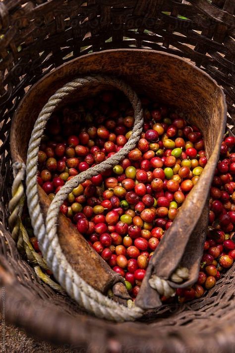 Coffee Farm Photography, Costa Rica Photography, Costa Rica Coffee, Coffee Cherry, Coffee Plants, Coffee Process, Organic Coffee Beans, Fat Bird, Coffee Board