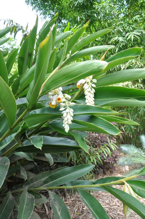 Alpinia zerumbet 'Cream Shell Ginger' - 180mm pot Ginger Plants Landscaping, Shell Ginger Plant, Ginger Plant Flower, California Garden Design, Shell Ginger, Ginger Plants, Growing Ginger Indoors, Gardener Aesthetic, Tropical Landscape Design