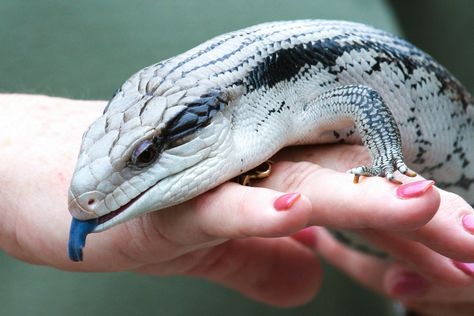 Baby Bearded Dragon, Blue Tongue Skink, Pet Lizards, Hamster Cages, Cute Reptiles, Reptile Snakes, Beautiful Snakes, Reptiles Pet, Reptiles And Amphibians