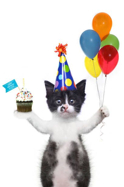 8 Happy Birthday Cat Stock Photos, Pictures & Royalty-Free Images - iStock Silly Happy Birthday, Cat Celebrating, Birthday Cat, Cat Stock, Happy Birthday Pictures, Silly Cats Pictures, Funny Animal Photos, Birthday Songs, Silly Animals