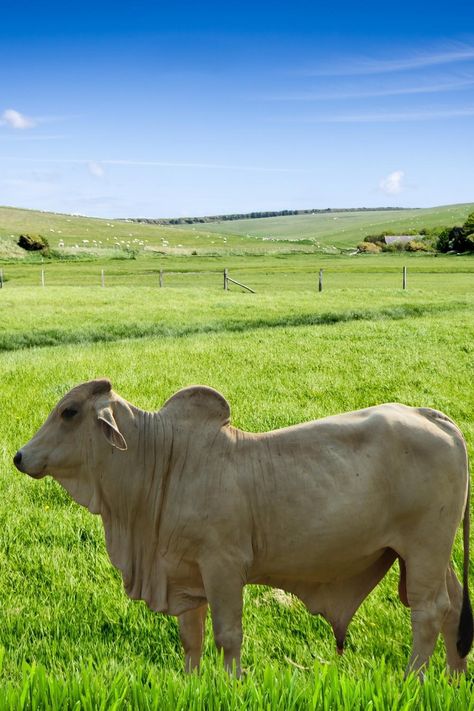 Brahman Cattle, beef, Dairy Cattle Breeds, Zebu Cattle, Brahman Cattle, Indian Subcontinent, A Cross, Disease