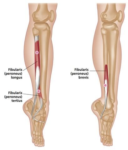 Leg Muscles Anatomy, Ankle Anatomy, Punkty Spustowe, Muscular System Anatomy, Peroneus Longus, Lower Leg Muscles, Leg Anatomy, Bolesti Chrbta, Trigger Point Therapy