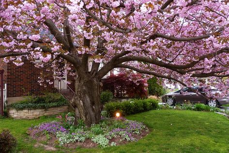 Kwanzan Cherry Tree, Landscaping Trees, Tree Mural, Backyard Inspiration, Backyard Fun, Cherry Tree, In Full Bloom, Outdoor Landscaping, Back Patio