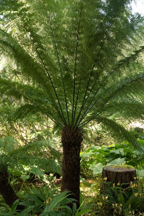 Dicksonia antarctica | Hardy Fern Foundation Dicksonia Antarctica, Fern Tree, Ferns Care, Irish Garden, Grass Tree, Tree Fern, Tree Lover, Evergreen Trees, Big Tree