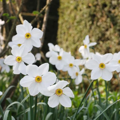 Poet's narcissus (Narcissus poeticus) Flower, Leaf, Uses - PictureThis Greek Mythology Persephone, Narcissus Poeticus, Hosta Plantaginea, Plantain Lily, Ancient Greek Mythology, The Underworld, Flower Leaf, Plant Collection, Underworld