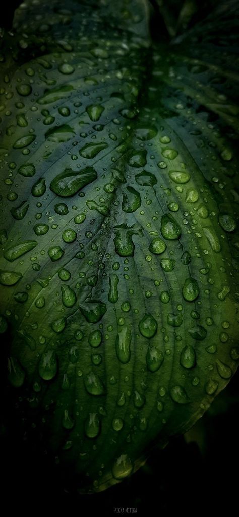 Dark Nature Pictures, Rain Day Wallpaper, Green Leaf Wallpaper Iphone, Wallpaper Iphone Plants, Raining Wallpaper Aesthetic, Nature Rain Wallpaper, Leafs Wallpapers, Rain Phone Wallpaper, Rain Wallpaper Iphone