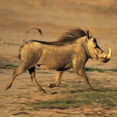 The warthog has a large head and a flat face, on which warty bumps protrude. Long, upward-curving tusks grow outward from the sides of its mouth. Perhaps this warthog is running from the next animal? Animals Dolphins, Mammals Animals, African Hut, Strange Animals, Animals Crossing, Africa Animals, Whitetail Bucks, Flat Face, Beluga Whale