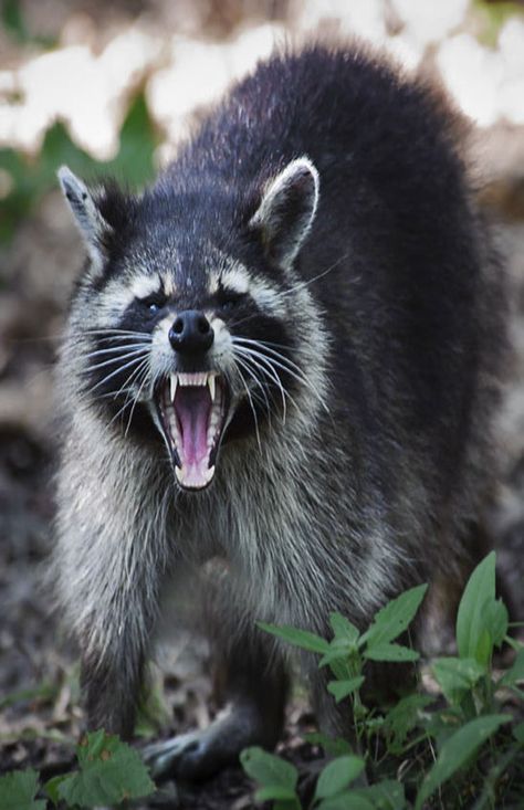 Angry Raccoon Angry Raccoon Drawing, Raccoon Reference, Vicious Animals, Angry Raccoon, Raccoon Teeth, Raccoon Drawing, Raccoon Tattoo, Old School Muscle Cars, Trash Pandas