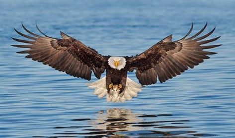 Day 4 | Fly Like an Eagle Haliaeetus Leucocephalus, Powerful Pictures, Eagle Images, Eagle In Flight, Eagle Wallpaper, Sea Eagle, Eagle Pictures, Salt Water Fishing, Eagle Tattoos