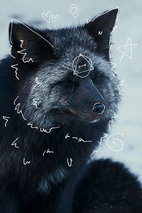 Fox, Black, Silver Fox Therian, Fox Therian, Silver Fox, Please Do, Made By Me, Silver