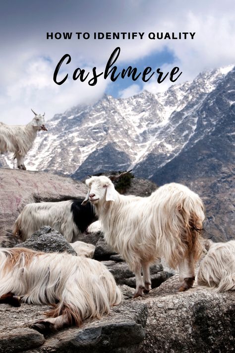 Cashmere Aesthetic, Cashmere Travel Set, Fiber Animals, Cashmere Goat, Cashmere Hair, Sustainable Womens Clothing, Fashion Still Life, Cashmere Travel Wrap, Homesteading Skills