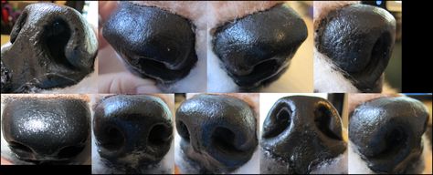 Wolf Nose, Wolf Study, Nose Reference, Canine Anatomy, Fursuit Making, Anatomy References, Dog Anatomy, Art Advice, Animal Anatomy