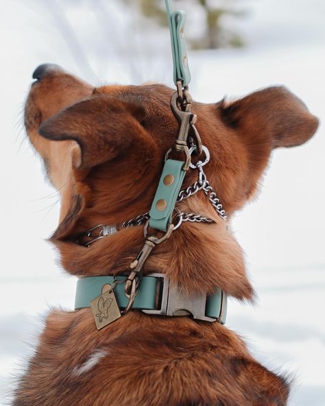 ✨ Product of the Week - Prong Back Up Links! They can also be used on a flat collar to a harness as a backup to your flat collar. If you have a reactive pup, these do give you peace of mind. I didn’t think the prong would unclip on us, but it has twice! They say, until it happens to you…. . We just launched the new mini 6” size in addition to our 8” original size. The mini is actually recommended unless you plan on clipping it to the back of a harness, swipe to see! Chain Collar Dog, Harry Potter Dog, Handmade Dog Accessories, Prong Collar, Dogs Clothes, Dog Equipment, Dogs Stuff, Dog Collar And Leash, Cute Dog Collars