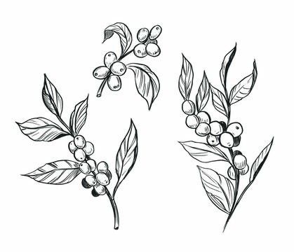 Coffee Bean Flower Tattoo, Coffee Berry Tattoo, Outdoor Theme Tattoo, Coffee Leaf Tattoo, Coffee Bean Plant Tattoo, Huckleberry Drawing, Coffee Branch Tattoo, Coffee Plant Drawing, Coffee Flower Tattoo