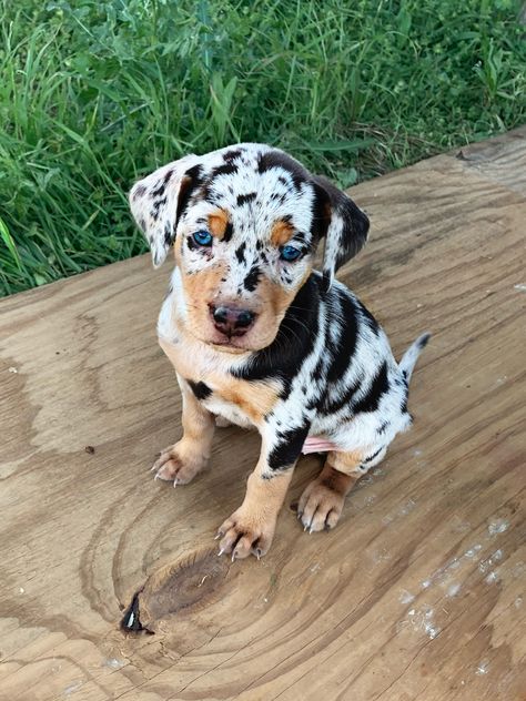 Absolute cutest puppy raised by us at Victory Quarter Horses. Follow us on Facebook! Puppies Great Dane, Cute Medium Sized Dogs, Ups Driver, Pretty Puppies, Cutest Puppy, Unlikely Friends, Cute Dogs Images, Very Cute Puppies, Super Cute Puppies