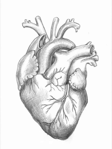 Hearts Realistic Drawing, Actual Heart Drawing, Ripping Heart Out Of Chest Drawing, Heart Anatomy Drawing Sketches, Heart Sketch Creative, Hart Draw, Heart Anatomy Drawing, Heart Pencil Drawing, Heart Anatomy Art