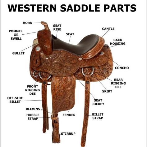 Looking at a horse saddle, have you ever wondered why there are so many parts in just a small thing? Well, this article is going to tell you how to name all parts of a Western saddle, what they are for, and how to select the right size saddle for you and your dear horse. […] The post 8 Parts of Western Saddle You Should Know appeared first on Horse is Love. Mounting A Horse, Horse English, Horse Lessons, Roping Saddles, Western Horse Saddles, Horse Camp, English Horse, Horse Training Tips, Barrel Horse