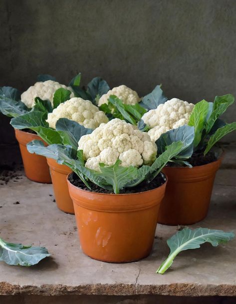 Grow the biggest cauliflower in a pot using this step-by-step guide Growing Cauliflower, Cauliflower Plant, Grow Garlic, Growing Vegetables In Pots, Bucket Gardening, Small Vegetable Gardens, Garden Hacks, Vegetable Garden Diy, Garden Veggies