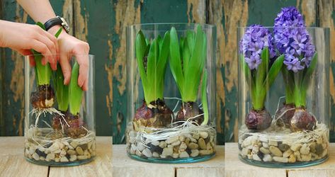 Growing Bulbs Indoors, Bulb Forcing, Hyacinth Plant, Growing Bulbs, Vase Transparent, Bulb Vase, Amaryllis Bulbs, Gladioli, Daffodil Bulbs