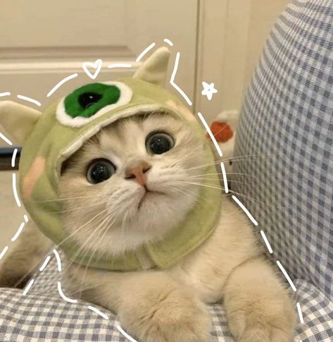 Cute Cat Costumes, Cute Puppies And Kittens, Cat Profile, Funny Cat Wallpaper, Cute Little Kittens, Silly Cats Pictures, Cute Cat Wallpaper, Cute Cats Photos, Cat Icon