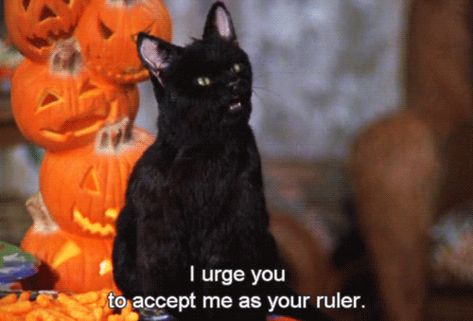 Sabrina the Teenage Witch Salem Saberhagen, Salem Cat, The Awkward Yeti, Neo Grunge, Black Cat Aesthetic, Sabrina Spellman, A Black Cat, Theme Halloween, Cat Person