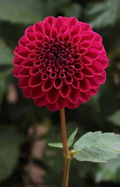 Talisman Dahlia | a 3 purple red brightly colored perfectly round bloom on v