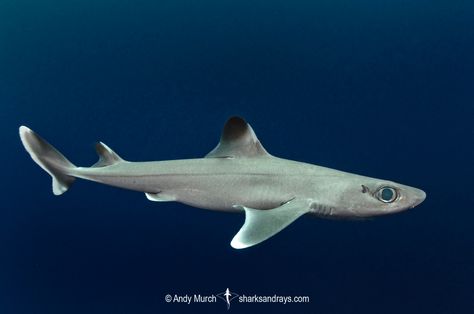 Dogfish Shark, Types Of Sharks, Shark Pictures, Marine Fish, Sea Lion, Sharks, Sea Turtle, Reptiles, Mammals