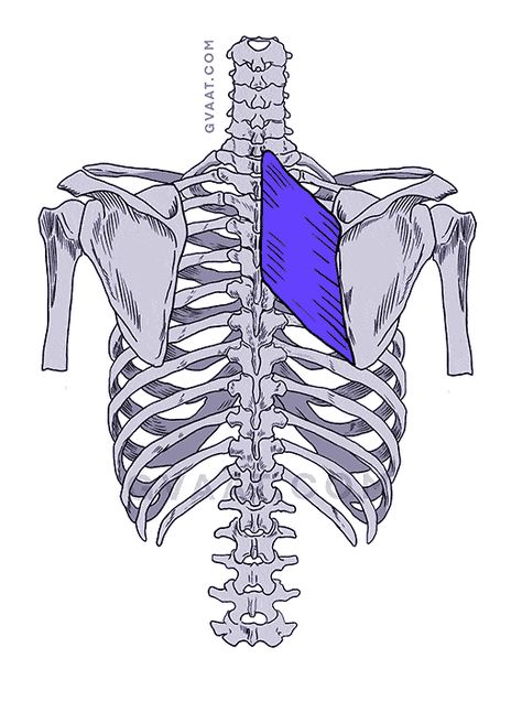 How to Draw the Human Back, a Step-by-Step Construction Guide | GVAAT'S WORKSHOP Skeleton Art Drawing, Shoulder Anatomy, Bone Drawing, Human Back, Back Drawing, Skeleton Anatomy, Skeleton Drawings, Neck Bones, Drawing Cartoon Faces