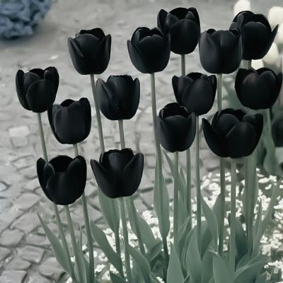 Tulips Black, Goth Garden, Wallpaper Wa, Fancy Flowers, Black Tulips, Black Garden, Nothing But Flowers, Flower Therapy, Beautiful Rose Flowers