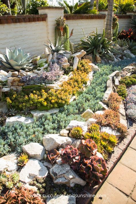 Garden With Rocks, Succulent Rock Garden, Succulent Garden Landscape, Garden Succulents, Succulent Landscape Design, Succulent Garden Design, Succulent Landscaping, Succulent Garden Diy, Dry Garden