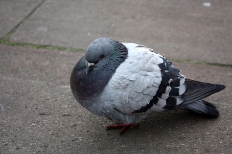 My pigeon Fluffy Pigeon, Fat Pigeon, Pigeon Teens, Pigeon Sitting, Pigeon Sitting Down, Pigeon Sculpture, Sleeping Pigeon, Feral Pigeon, Pigeon Species