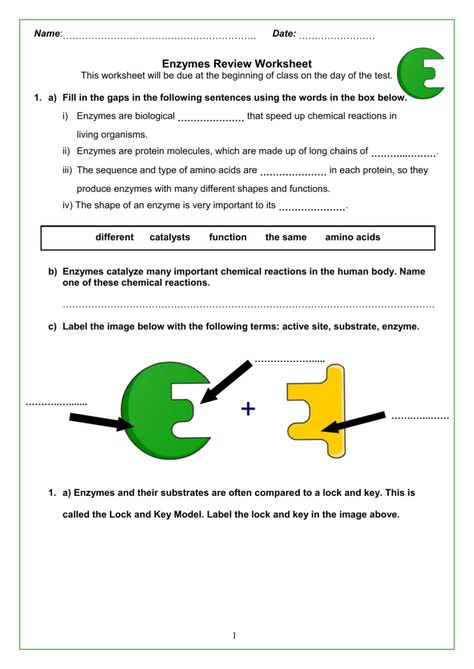 Free essys, homework help, flashcards, research papers, book report, term papers, history, science, politics Enzymes Biology, Biological Classification, Biology Activities, Gas Laws, Character Trait Worksheets, Campbell Biology, Biology Activity, Solving Quadratic Equations, School Biology