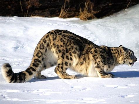 Snow Leopard Wallpaper, Leopard Hunting, Large Cats, Wildlife Animals, Big Fish, Snow Leopard, Leopards, Mongolia, Animal Photo