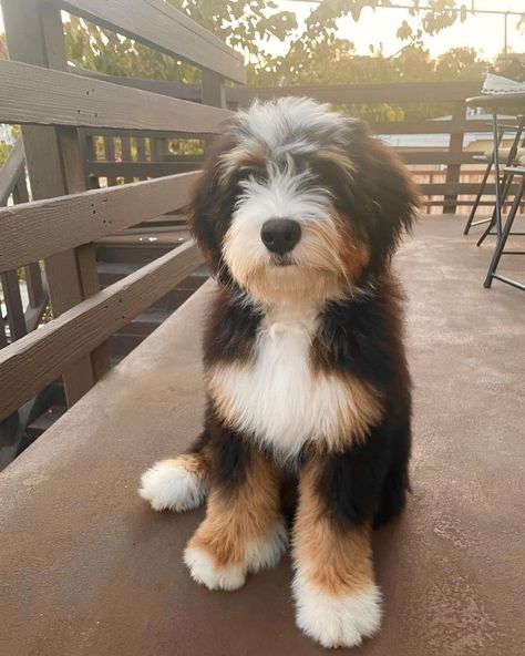 Cute Bernadoodles, Mini Bernedoodle Haircut Styles, Bernedoodle Mini, Bernadoodle Puppy, Cute Dog Breeds, Mini Bernedoodle, Bernedoodle Puppy, Reactive Dog, Cute Dogs Images