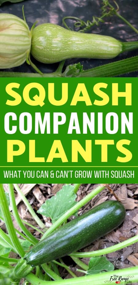 Eggplant Companion Plants, Squash Companion Plants, Tomato Companion Plants, Growing Squash, Companion Planting Guide, Companion Planting Chart, Companion Planting Vegetables, Zucchini Plants, Squash Plant