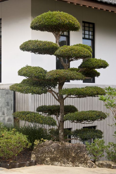 Small Manicured Tree at the Morikami Japanese Garden Japanese Garden Plants, Modern Japanese Garden, Fall Landscaping, Japanese Plants, Small Japanese Garden, Japanese Garden Landscape, Small Garden Landscape, Zen Garden Design, Front Garden Landscape