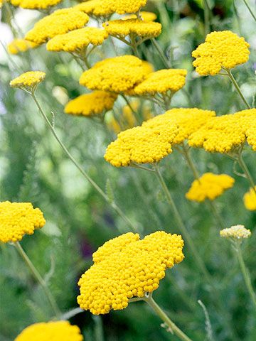 Yarrow / ATTRACTS: Orioles. Plant with Red Oak Tree which attracts Monarch Butterflies. (Tufted -Achillea Lewisii is the best). Great for attracting bugs which are important to nestlings in the Spring. Plant in roadside ditches. NEVER PLANT "A. MILLEFOLIUM" Will get out of control and take over your entire yard!!!! Prairie Planting, Drought Tolerant Perennials, Low Water Gardening, Hosta Plants, Garden Shrubs, Easy Care Plants, Drought Tolerant Plants, Ornamental Grasses, Autumn Garden