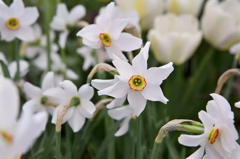 White Flowering Plants, Gardeners World, Attracting Beneficial Insects, Attracting Bees, How To Attract Birds, Attract Butterflies, Garden Studio, Beneficial Insects, Types Of Soil