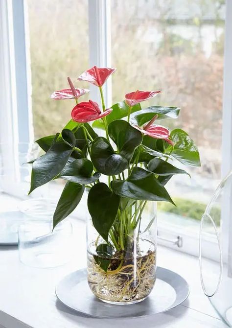 15 Indoor Plants in Glass Jars Ideas | Balcony Garden Web Plants In Glass Jars, Aqua Scape, Water Plants Indoor, Tanaman Air, Plants Grown In Water, Plant In Glass, Plants In Jars, Tanaman Indoor, Tanaman Pot