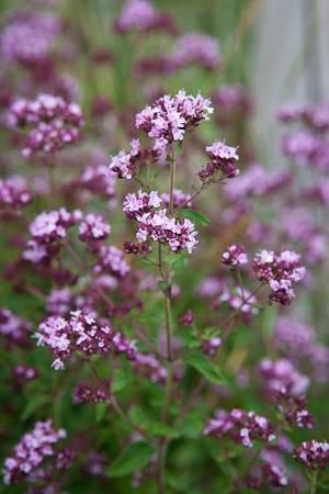 Wild Marjoram.  Flowers through summer into autuumn, teams with bees and butterflies, smells delicious, edible. Ht 18 inches, perennial Garden Ground Cover, Origanum Vulgare, Garden Ground, British Wild Flowers, Sarah Raven, Long Flowers, The Language Of Flowers, Ideas For Garden, Bee Friendly