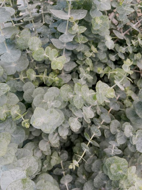 Eucalyptus Green Aesthetic, Eucalyptus Aesthetic, Eucalyptus Photography, Flowers Farmers Market, Taurus Szn, Aesthetic Greenery, Greenery Aesthetic, Sage Green Leaves, Current Aesthetic