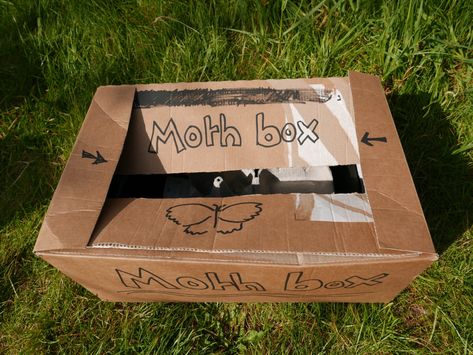 Cicada Activities For Kids, Moth Traps Diy, Natural Moth Repellent, Moth Larvae, Coddling Moth Trap, Kids Nature Activities, Types Of Moths, Garden Tiger Moth, Moth Species